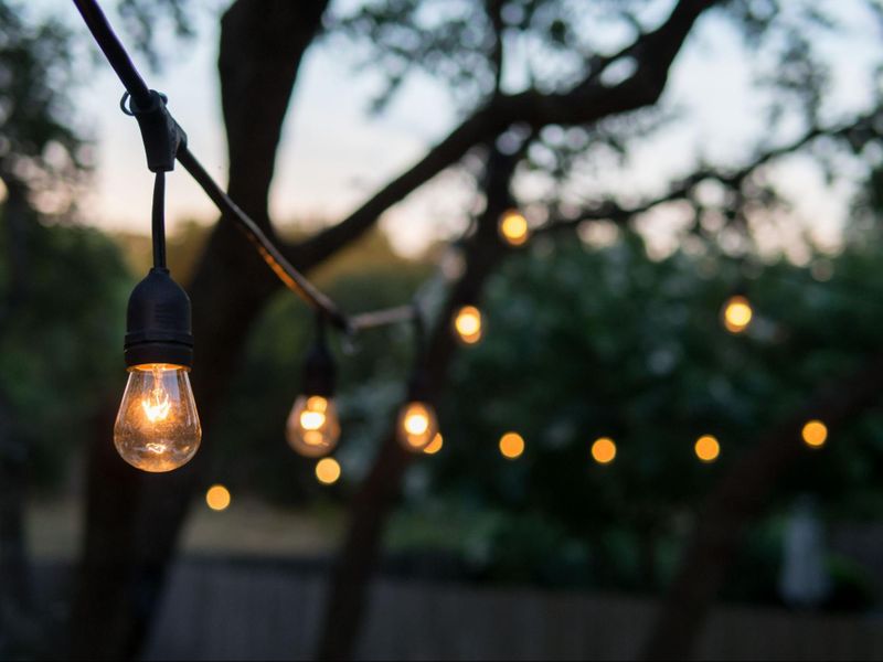 A landscape lighting string of bulbs hanging from a tree.