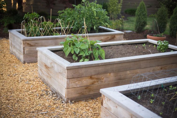 Wooden garden beds with plants.
