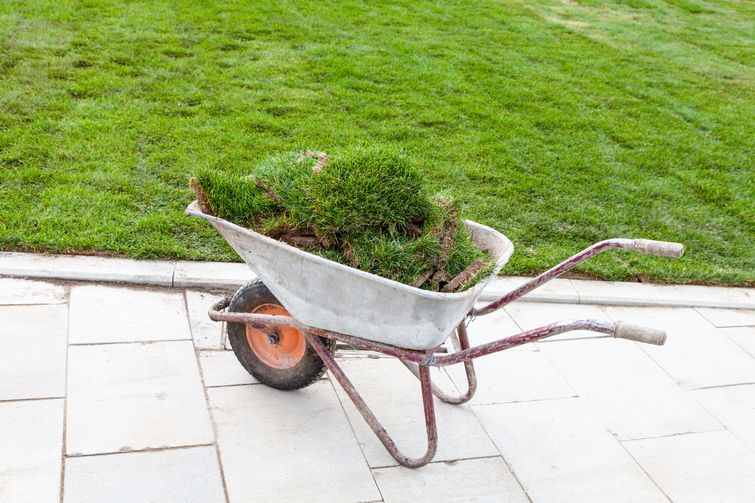 A potted plant situated in a wheelbarrow for easy fertilization.