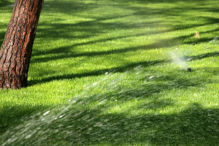 A sprinkle is watering new sod on a lawn.