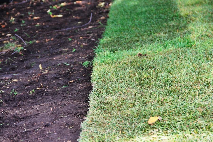 A close up of a new sod patch.