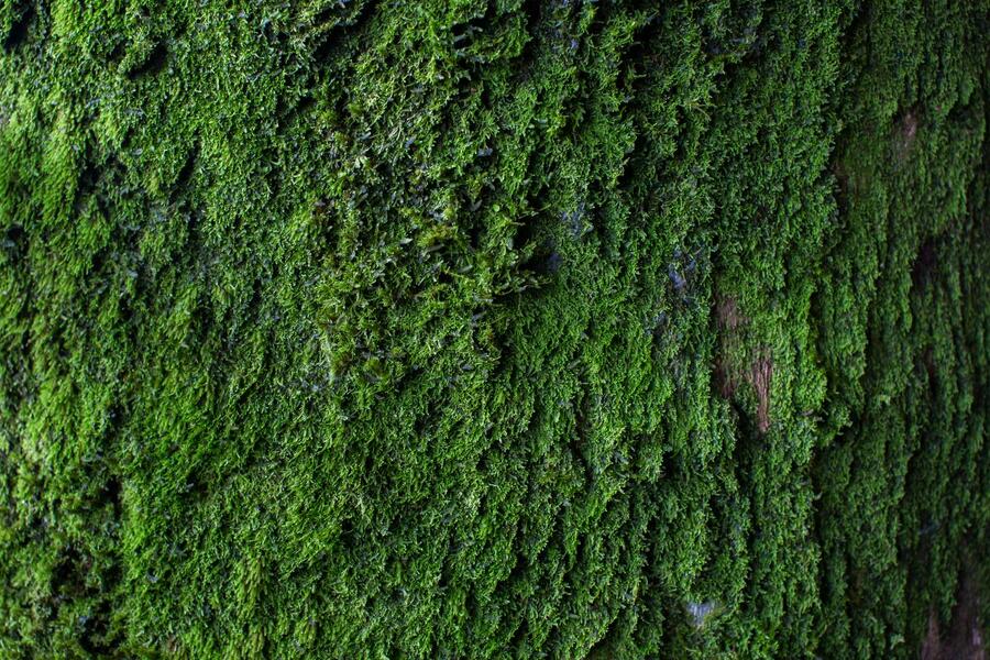 A close up of a green mossy wall. (using "moss")