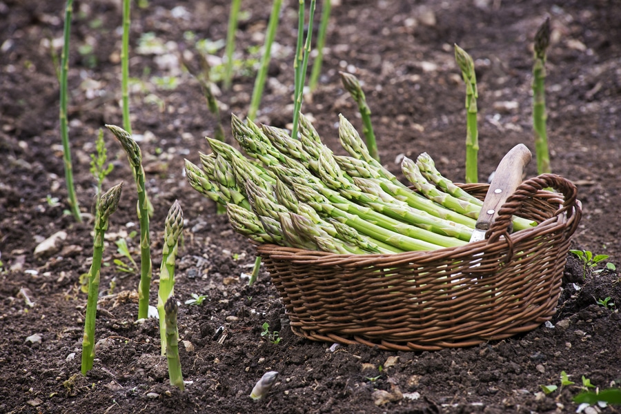 A basket of asparagus harvested from the garden.