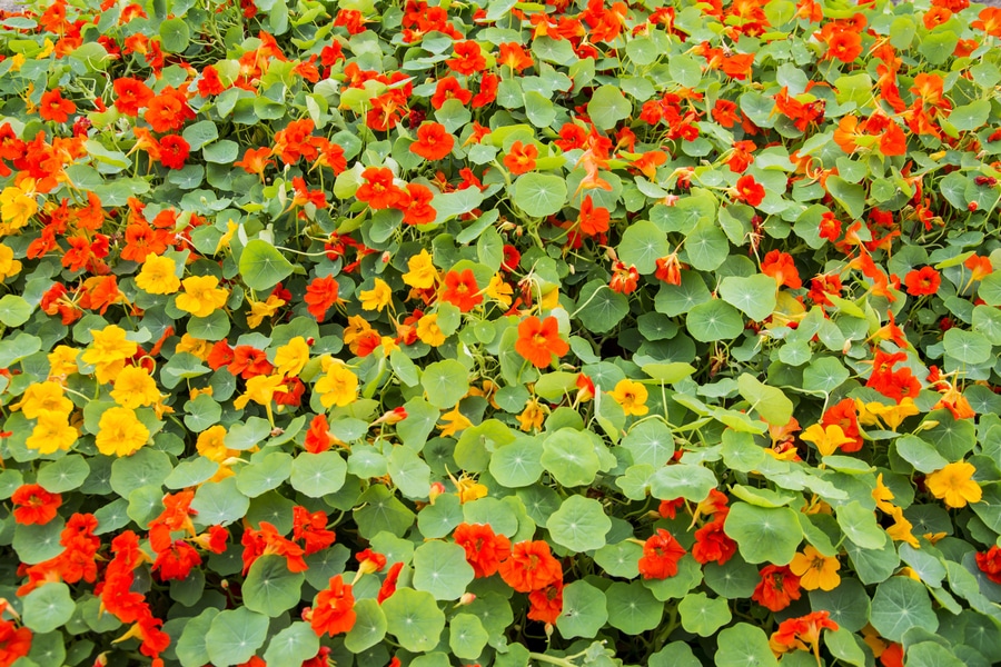a field of red, yellow and orange flowers.