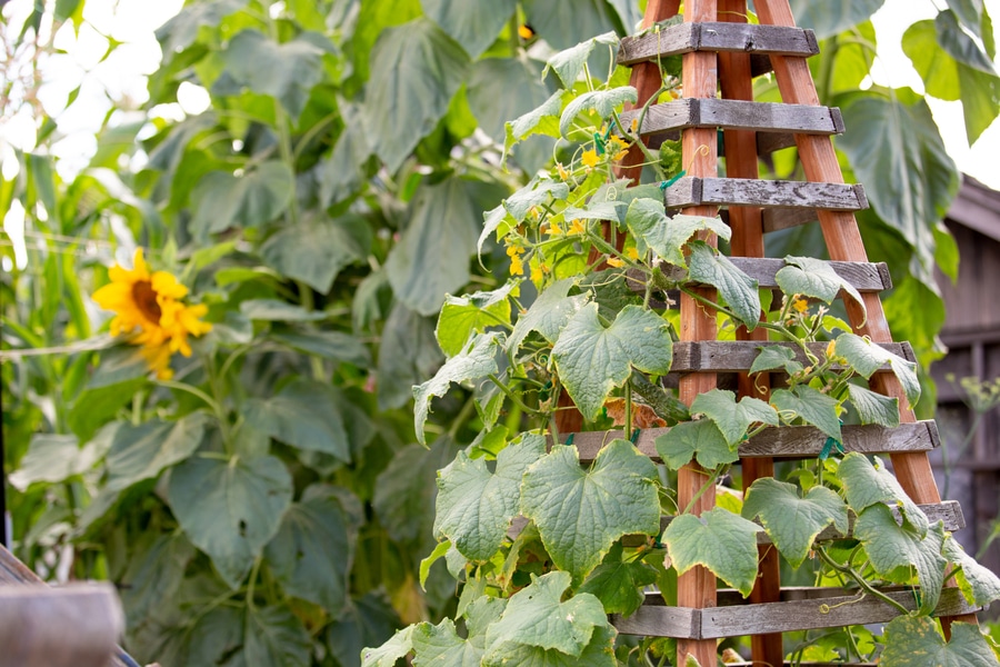 A wooden garden obelisk with sunflowers in the background.