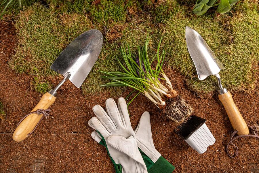 A plant surrounded by essential backyard gardening tools.