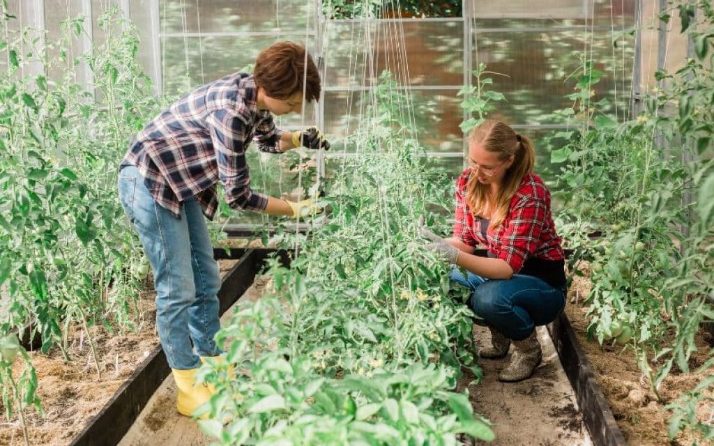 Two Women Working Inside Greenhouse Garden