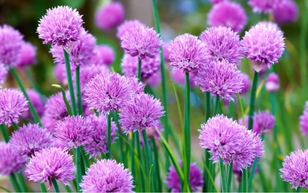 A Photo Of Beautiful Pink Garden Flowers