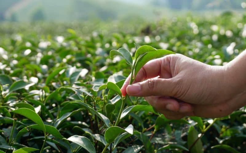 A person cultivating a tea leaf in a field.