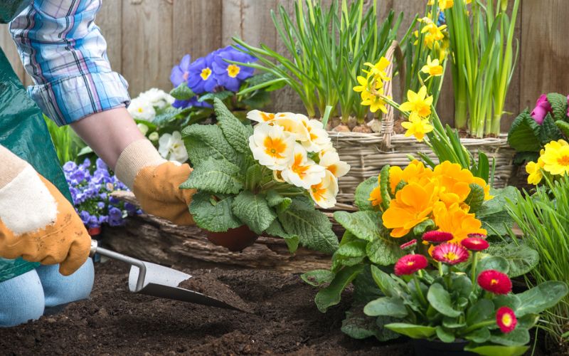 a woman is planting flowers in a garden.