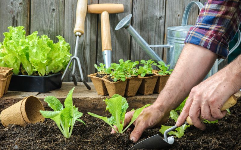 a person is gardening in a garden. Also showing the quality of the soil