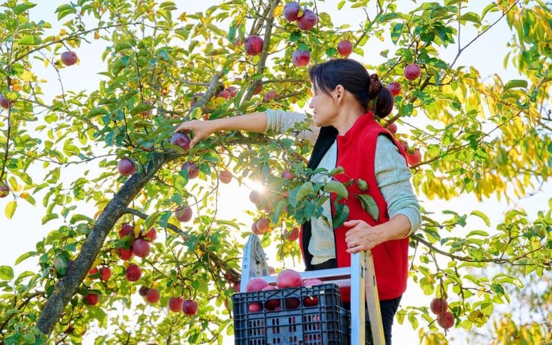 a woman picking apples off of a tree