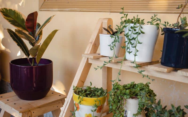 a number of potted plants on a shelf.