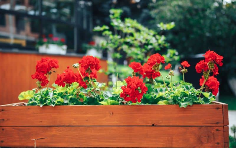 a wooden planter filled with red flowers.