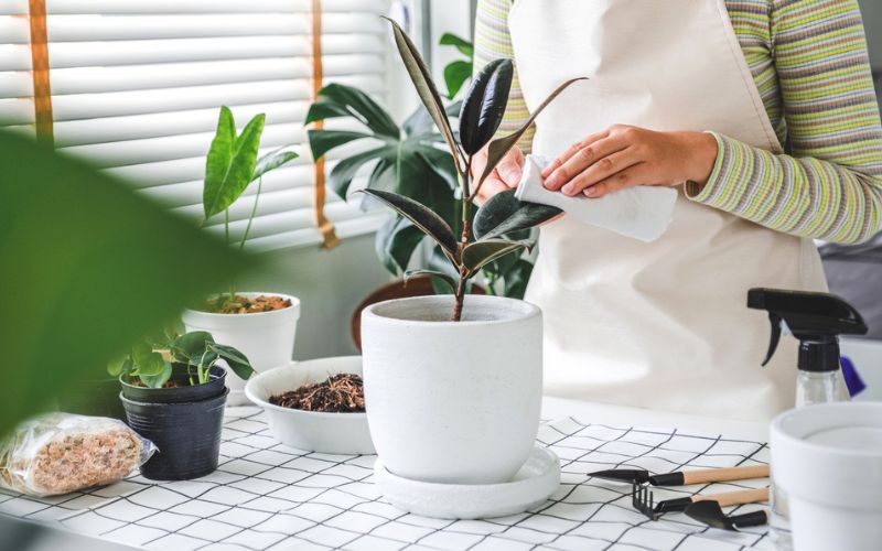 a woman is wiping a potted plant with insecticide