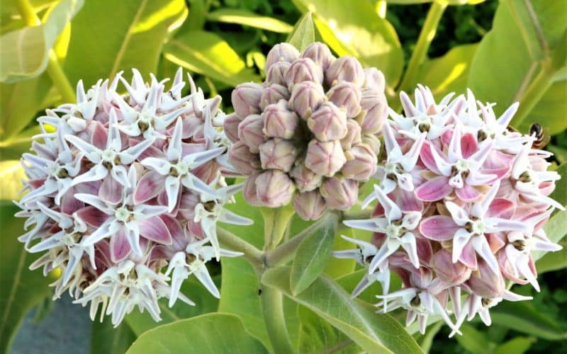 A close up of a milkweed flower 