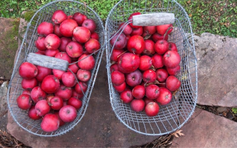 two metal mesh baskets filled with red apples.