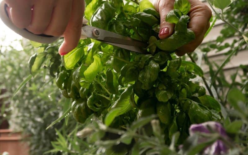 A person harvesting basil leaves in a garden.