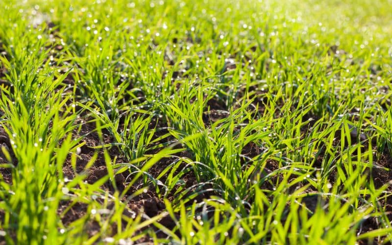 a field of green grass with water droplets on it.