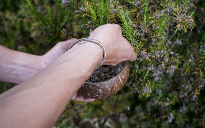 A hand is holding a bowl of rosemary plant