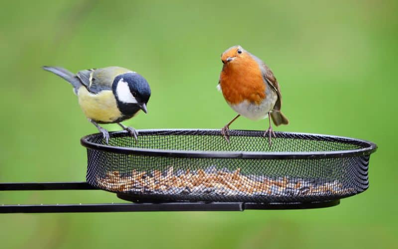 Two birds sitting on a bird feeder.