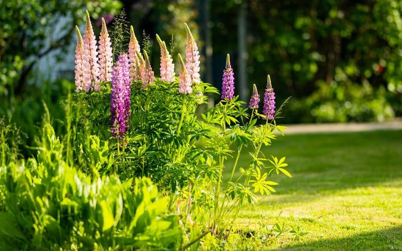 Choosing the right location for your lupins