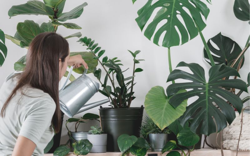 a woman watering indoor plants