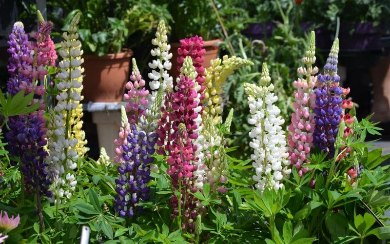 Growing Lupins in Ontario