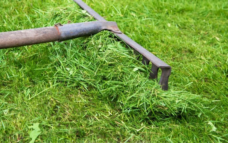 a man is raking lawn clippings