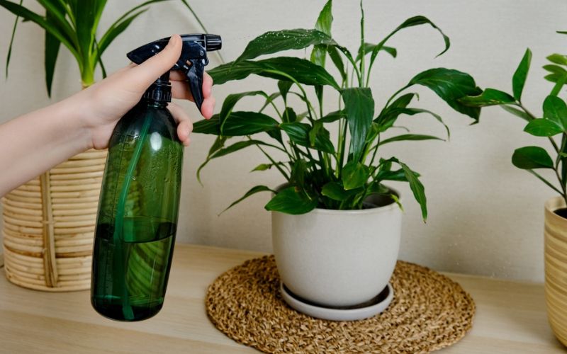 a woman is spraying an indoor plant with natural insecticide