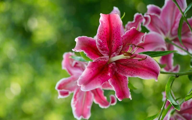 Mistakes to Avoid When Planting Lilies