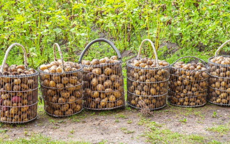 a group of baskets full of potatoes in a field.