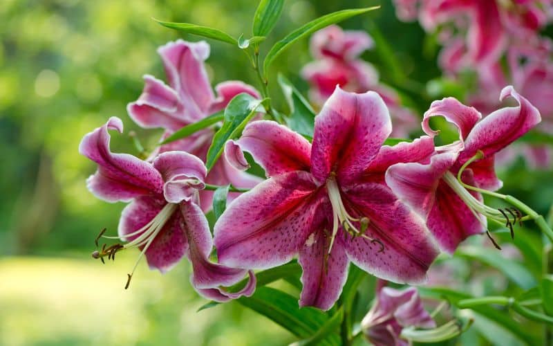 How to Get Stargazer Lily Pollen Out of Clothes