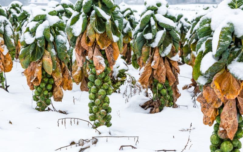 brussels sprouts in the snow.