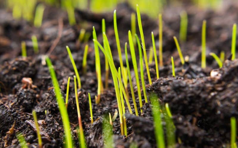 a close up of grass growing in the soil