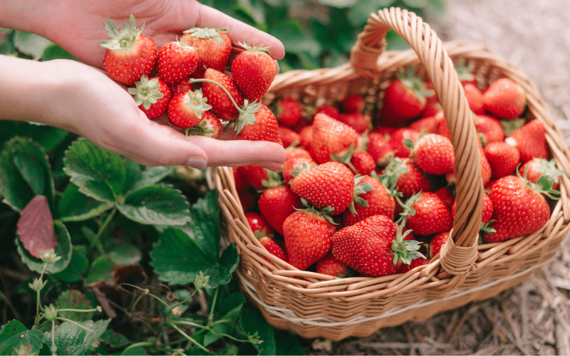 a person is holding a handwoven basket of strawberries.