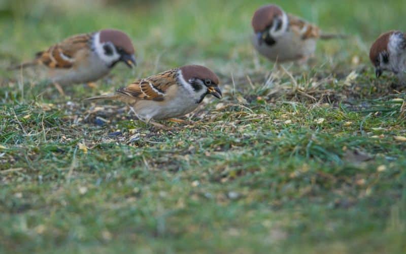 A group of birds are eating grass in a field.
