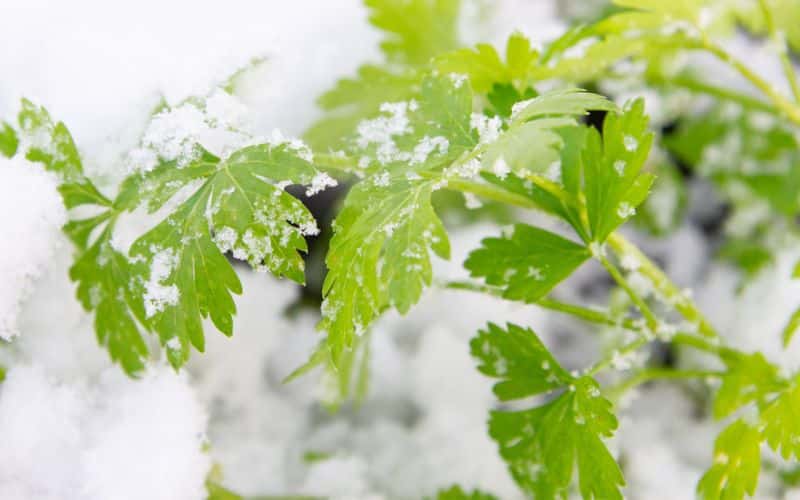 a parsley covered in snow with green leaves.
