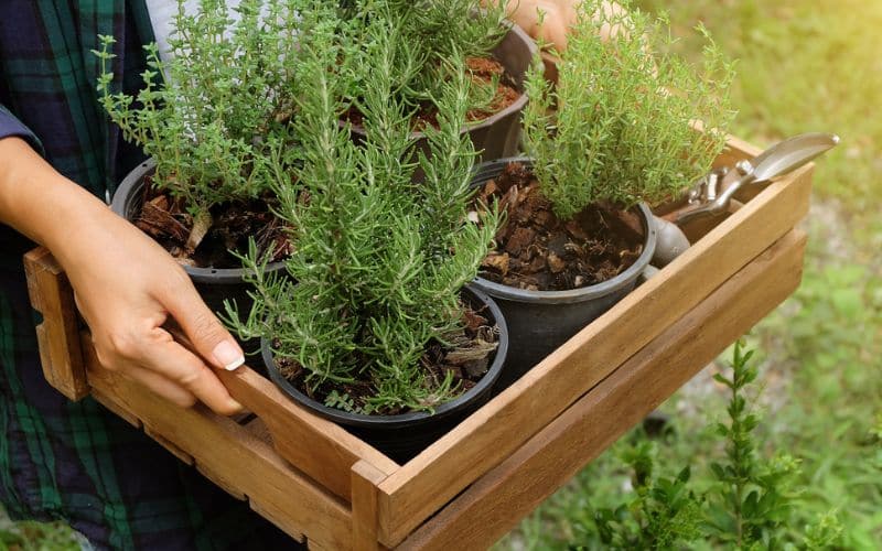 A woman is holding a wooden crate with rosemary plants in it.