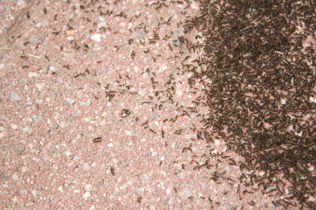 Black ants on a sidewalk.