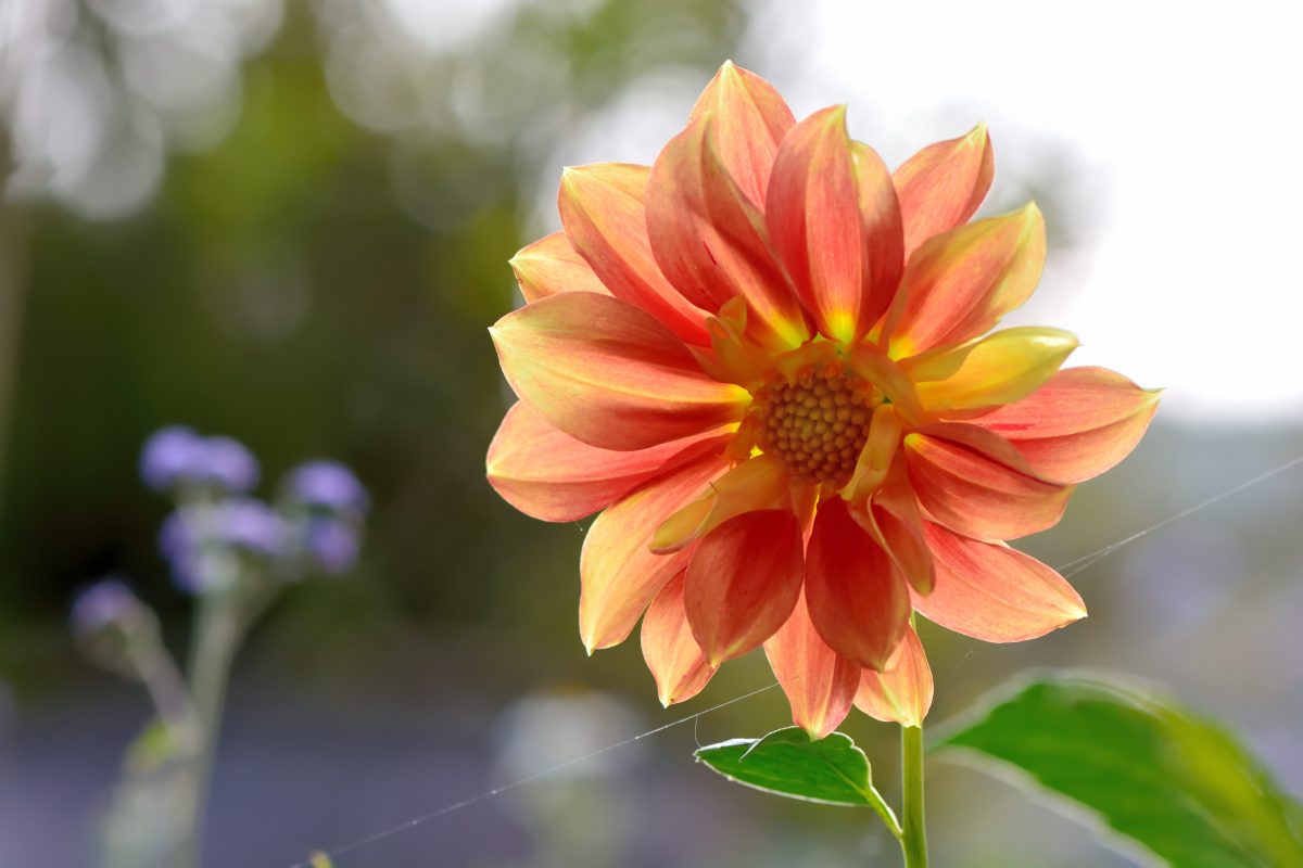 A dahlia flower in a garden with a blurred background.