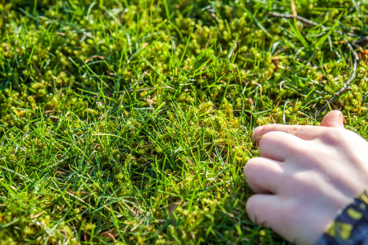 A child's hand touching moss in the grass.