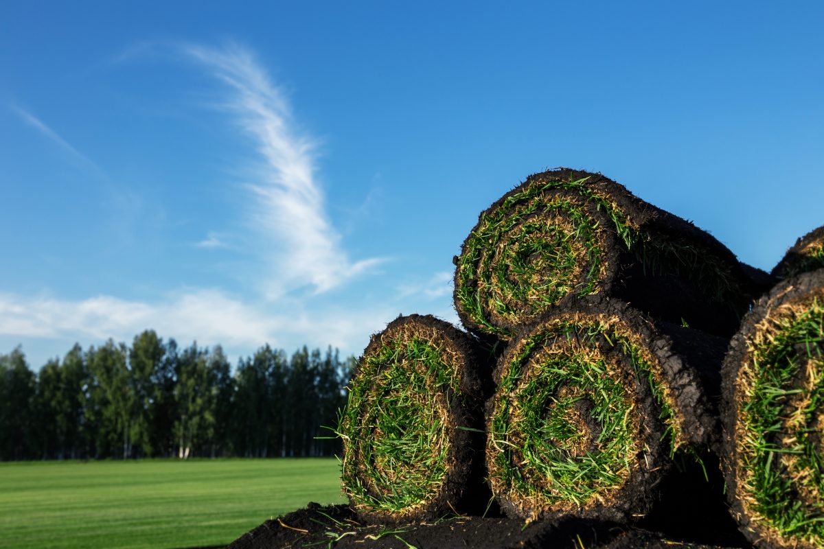 A pile of grass rolls in a field with blue sky.