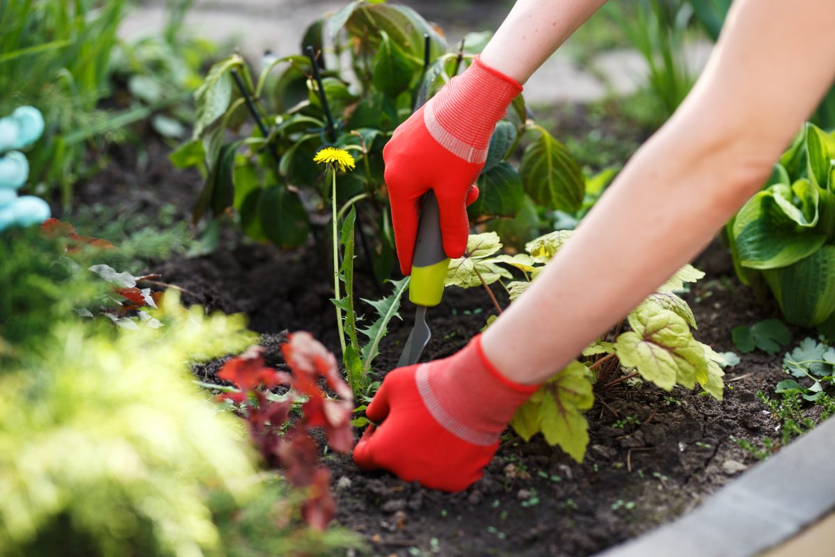 A woman in red gloves is planting a flower in a garden.