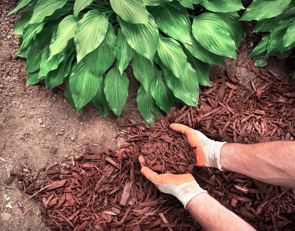 A person is putting mulch in a garden.