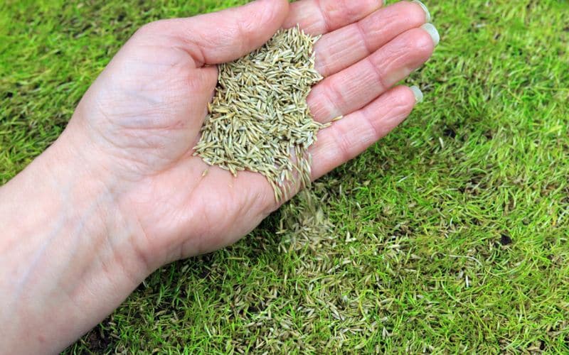 a person's hand holding a handful of grass seed to a patchy lawn