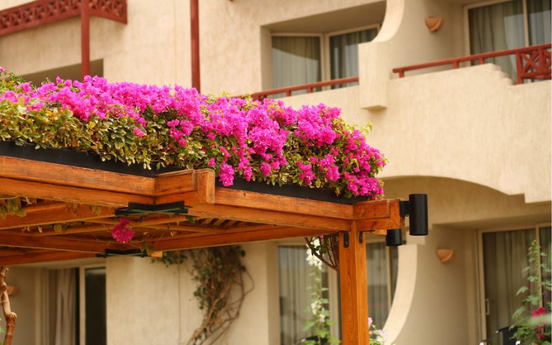 a wooden pergola with pink flowers on roof. 