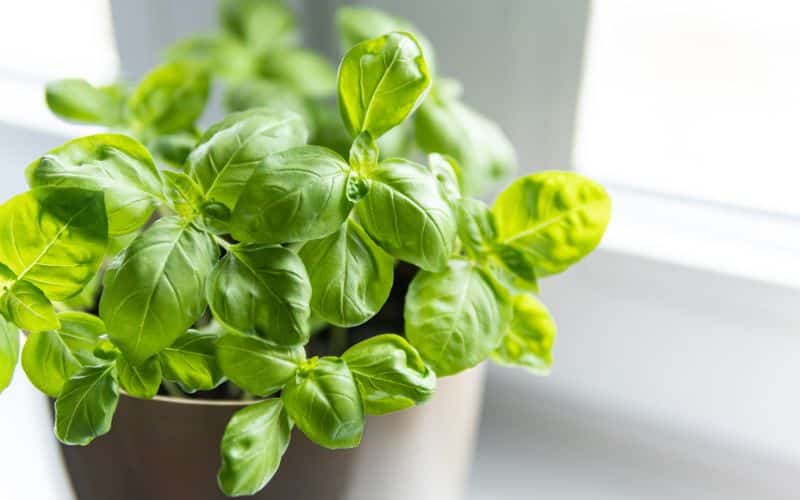 A potted basil plant sits on a window sill.