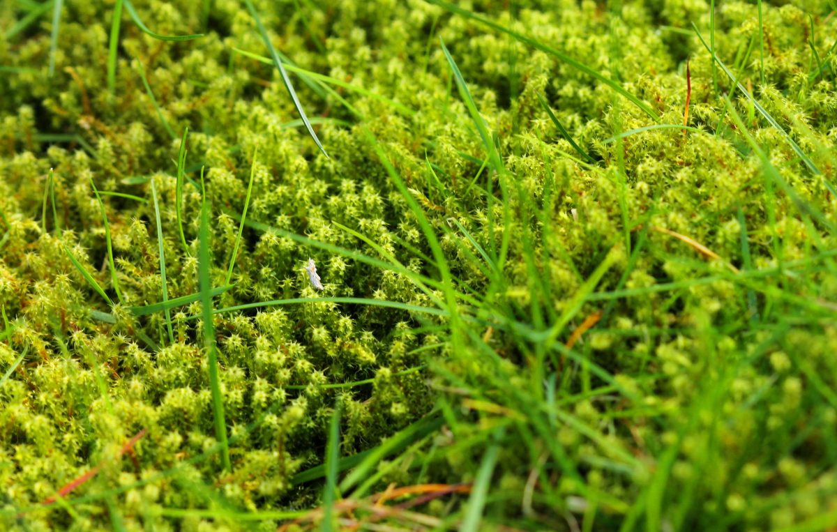 A close up of moss on the ground.