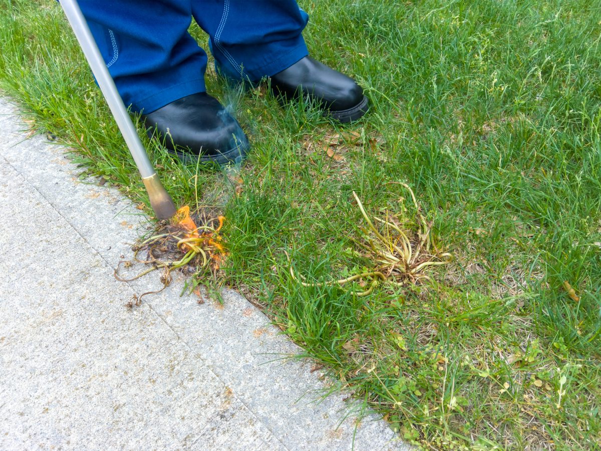 A person using a shovel to remove grass from a sidewalk.